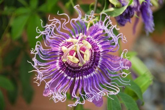 P For Passionflower
